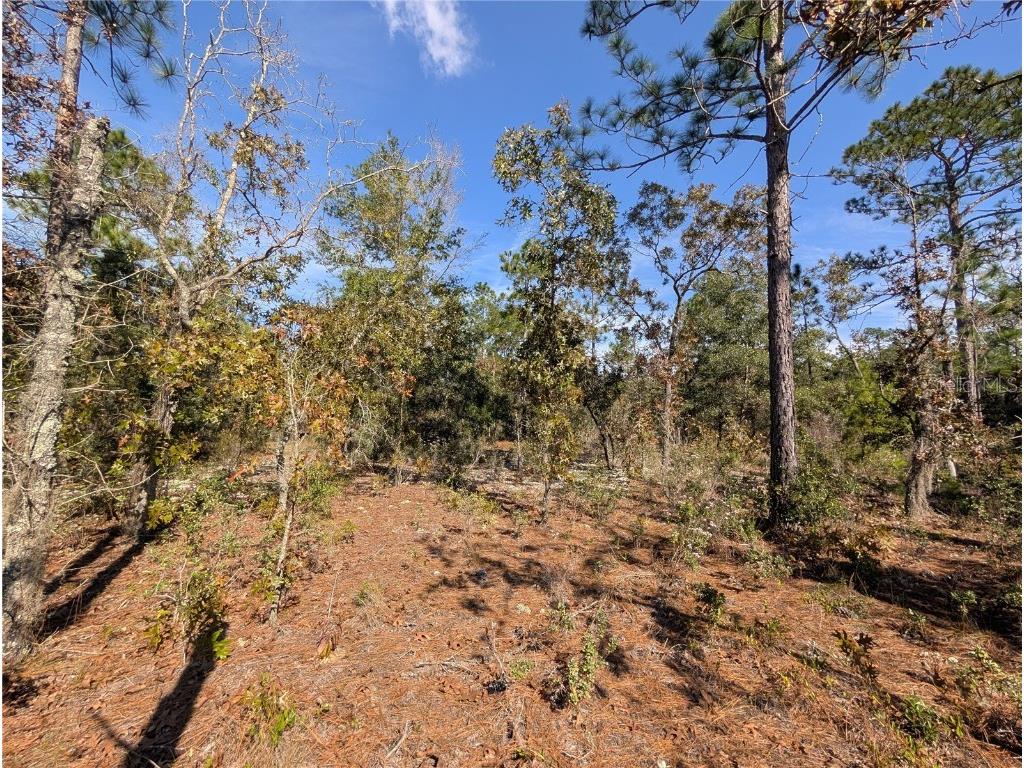 Rose Trail Interlachen FL 32148 A4671773 image10