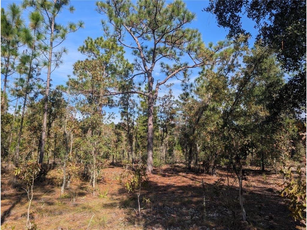 Rose Trail Interlachen FL 32148 A4671773 image11