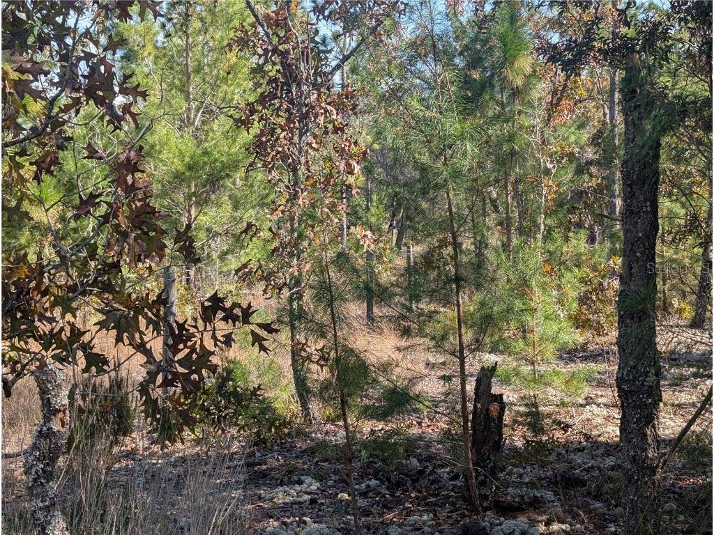 Rose Trail Interlachen FL 32148 A4671773 image12