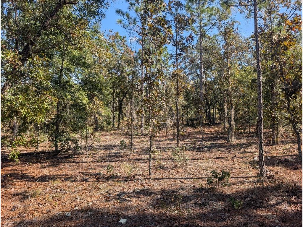 Rose Trail Interlachen FL 32148 A4671773 image14