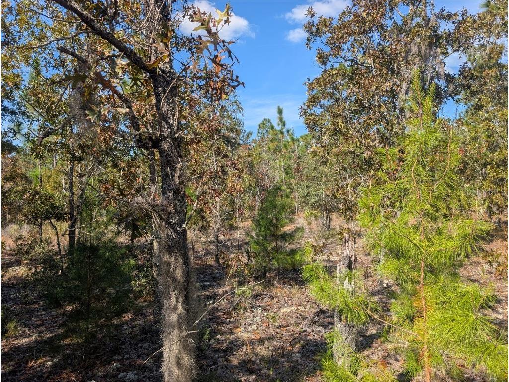 Rose Trail Interlachen FL 32148 A4671773 image15