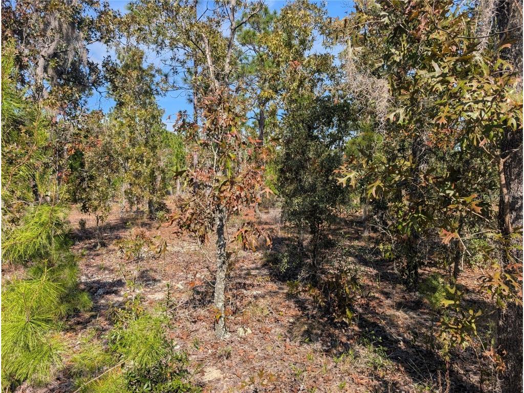 Rose Trail Interlachen FL 32148 A4671773 image16