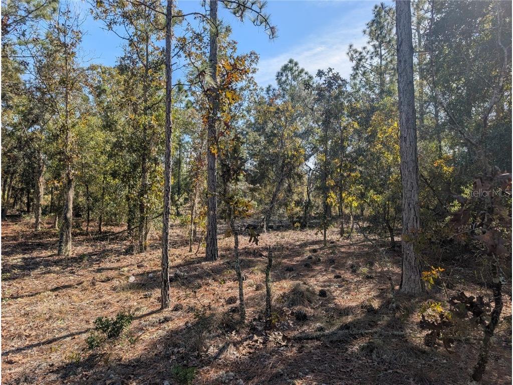 Rose Trail Interlachen FL 32148 A4671773 image18