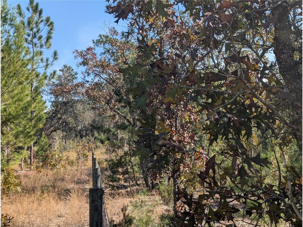 Rose Trail Interlachen FL 32148 A4671773 image19