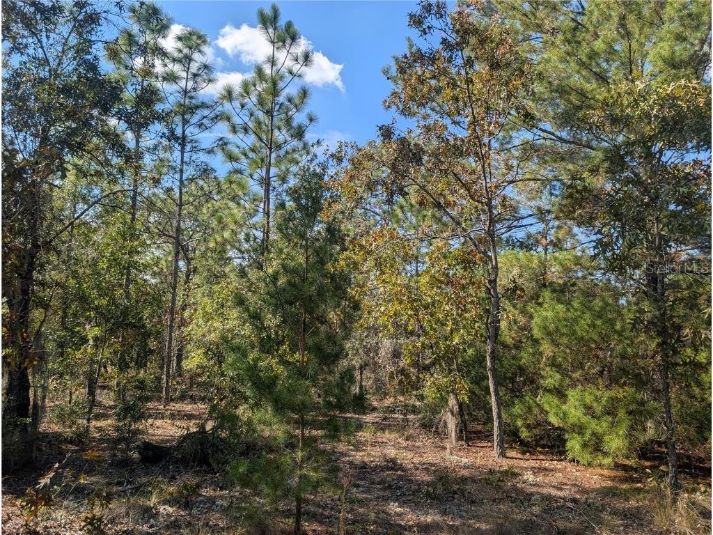 Rose Trail Interlachen FL 32148 A4671773 image20