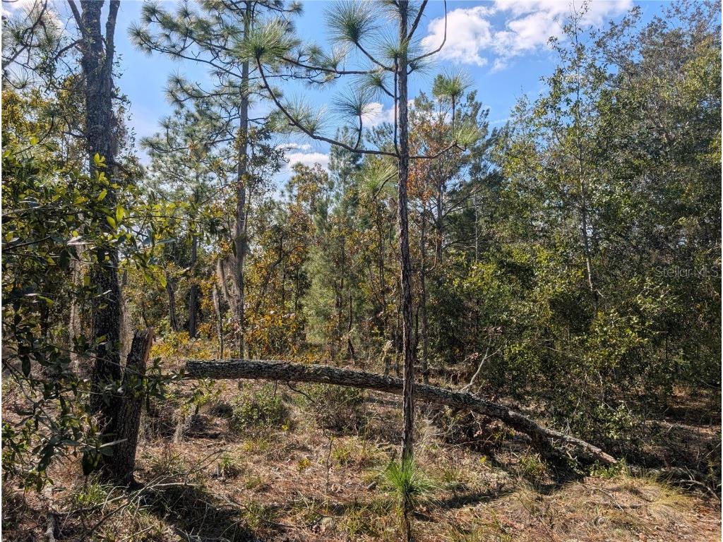 Rose Trail Interlachen FL 32148 A4671773 image24