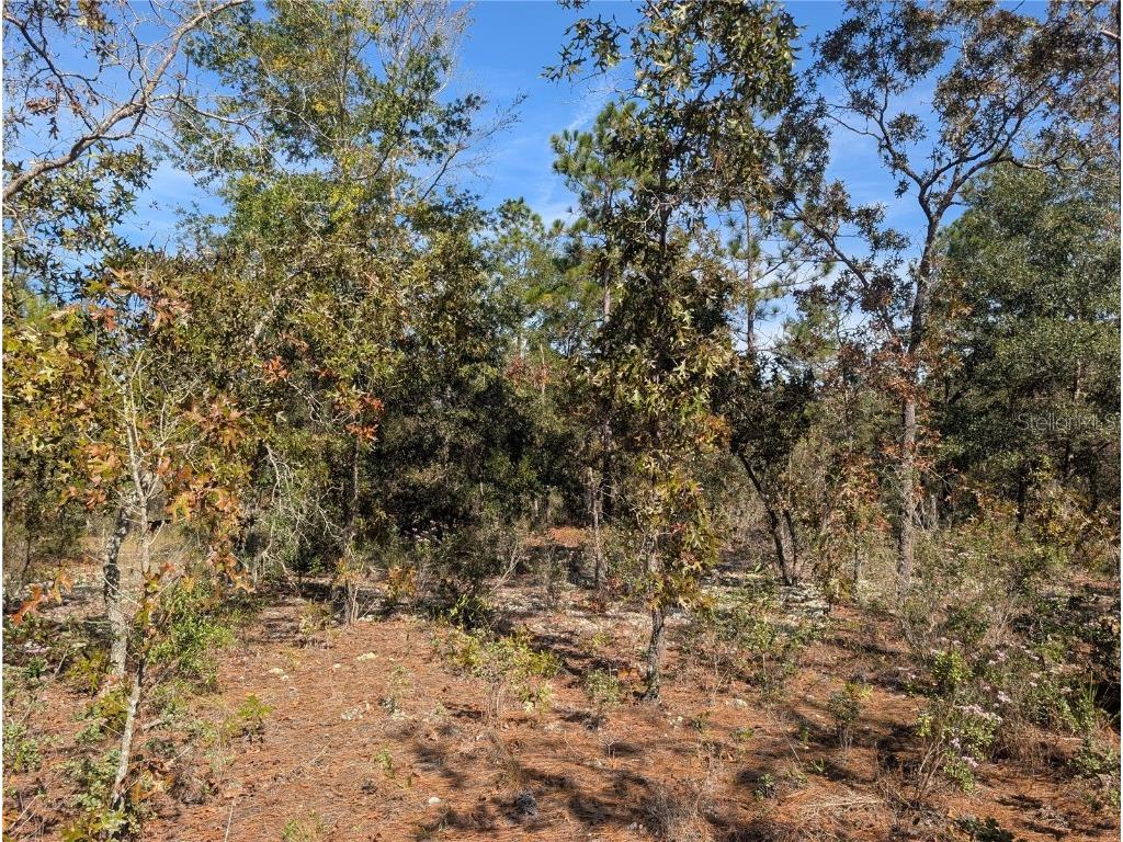 Rose Trail Interlachen FL 32148 A4671773 image9