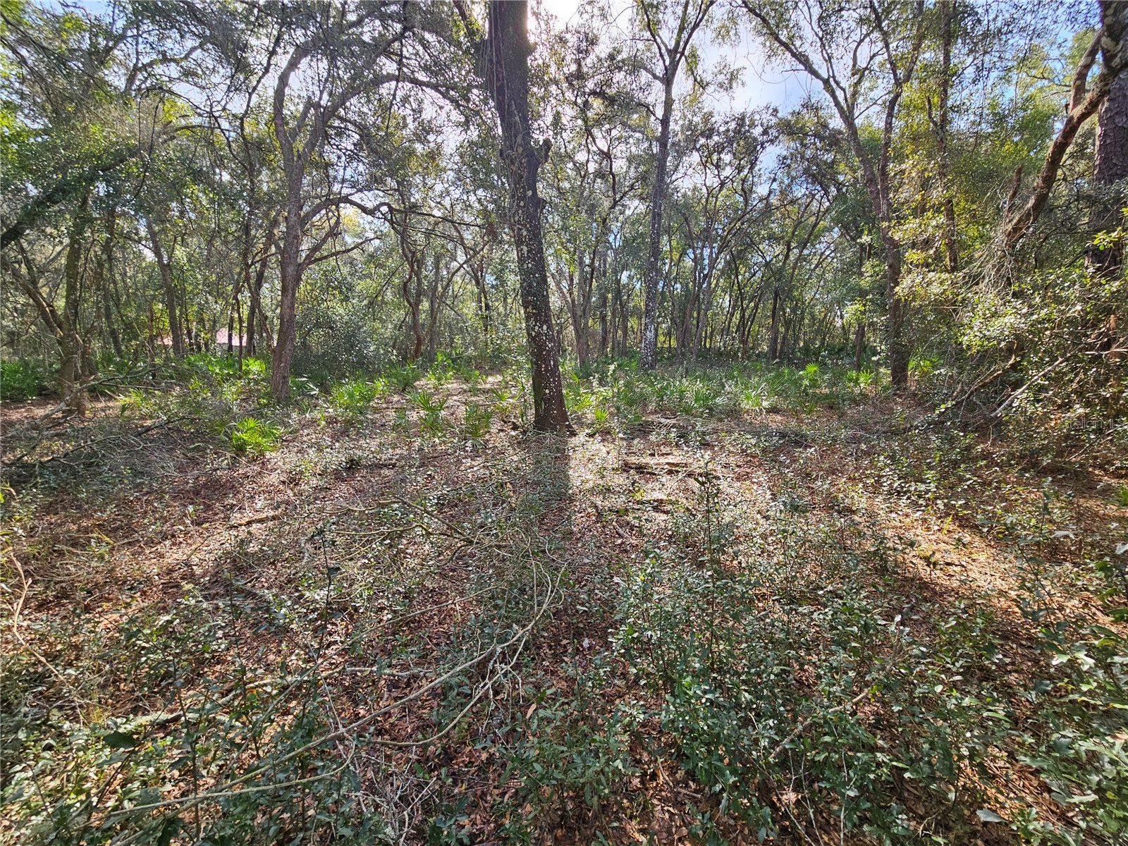 Rosehill Drive Webster FL 33597 TB8467010 image10