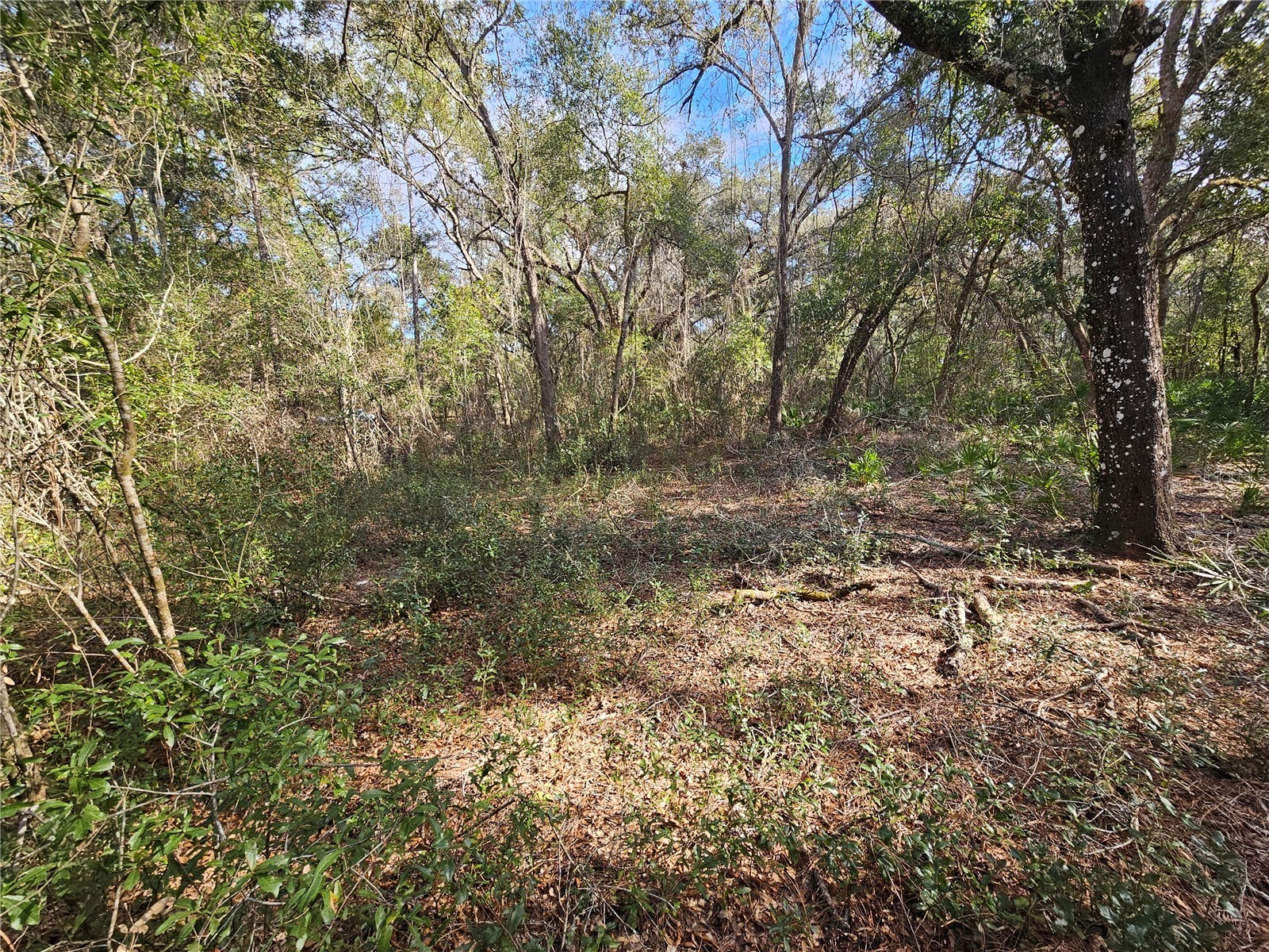 Rosehill Drive Webster FL 33597 TB8467010 image11