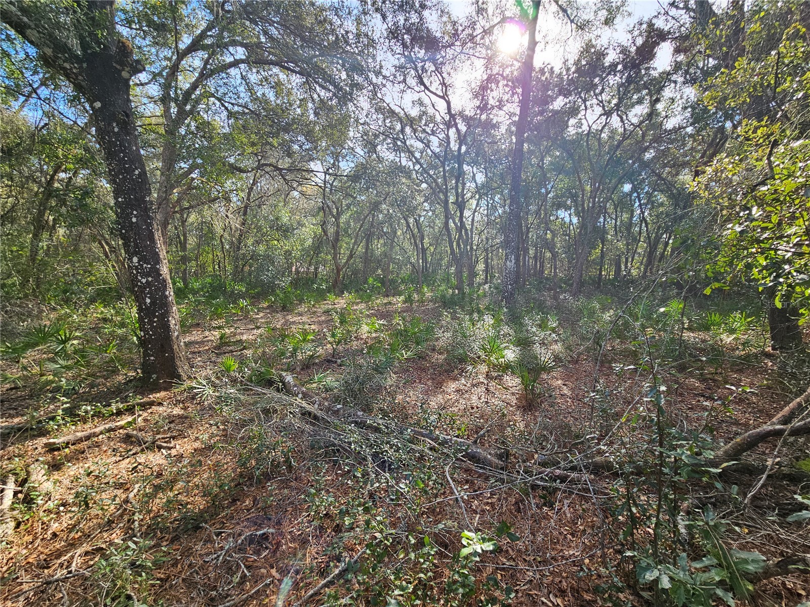 Rosehill Drive Webster FL 33597 TB8467010 image12