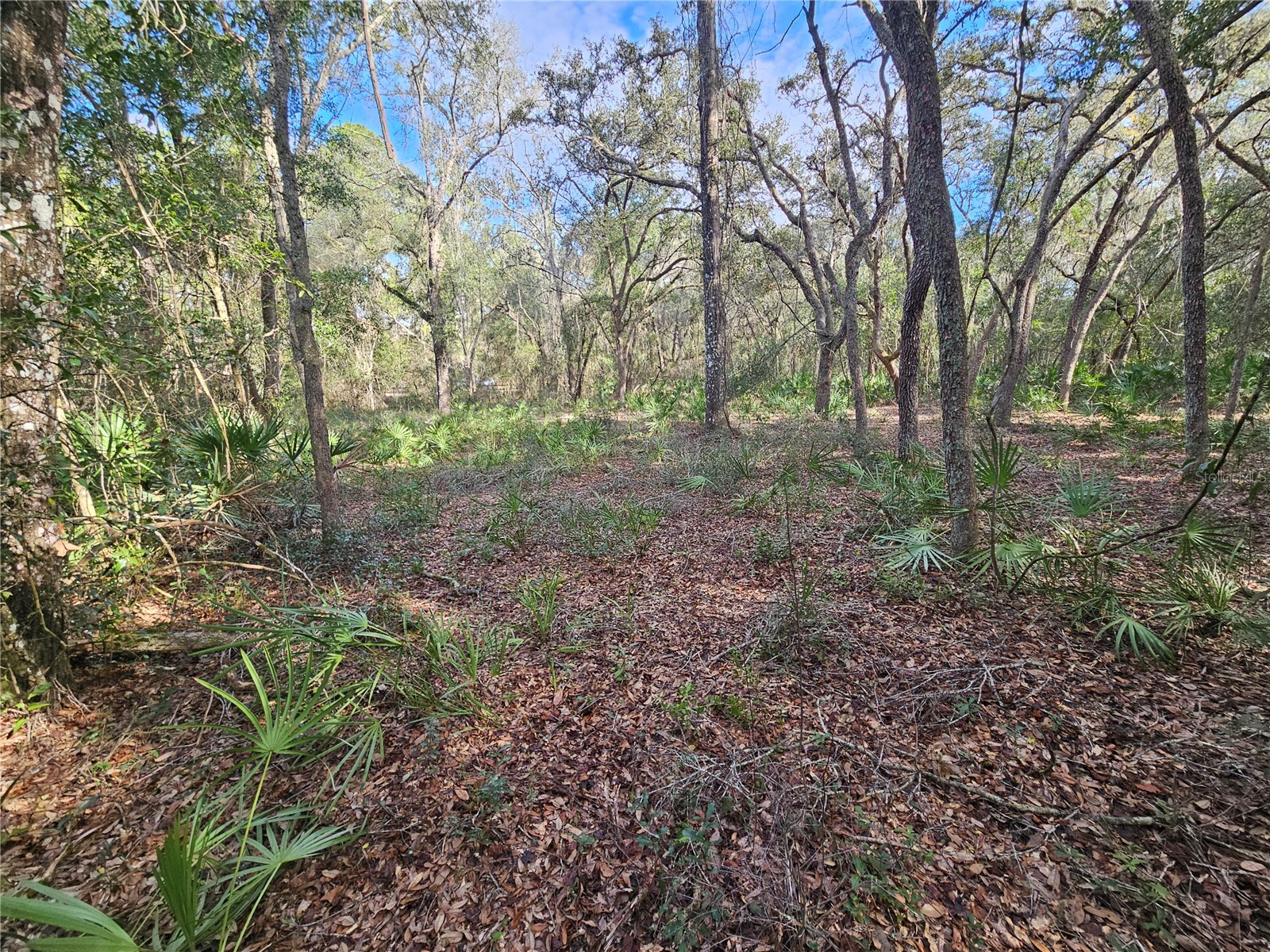 Rosehill Drive Webster FL 33597 TB8467010 image13