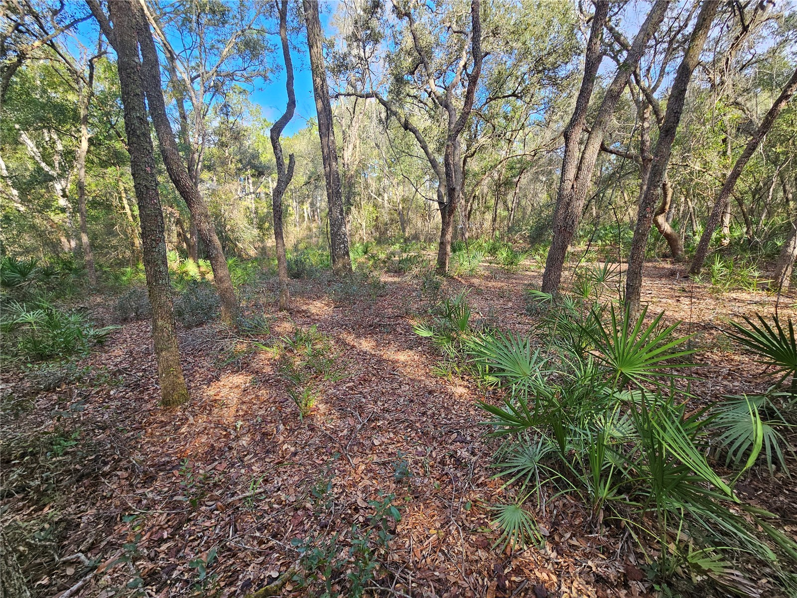 Rosehill Drive Webster FL 33597 TB8467010 image14