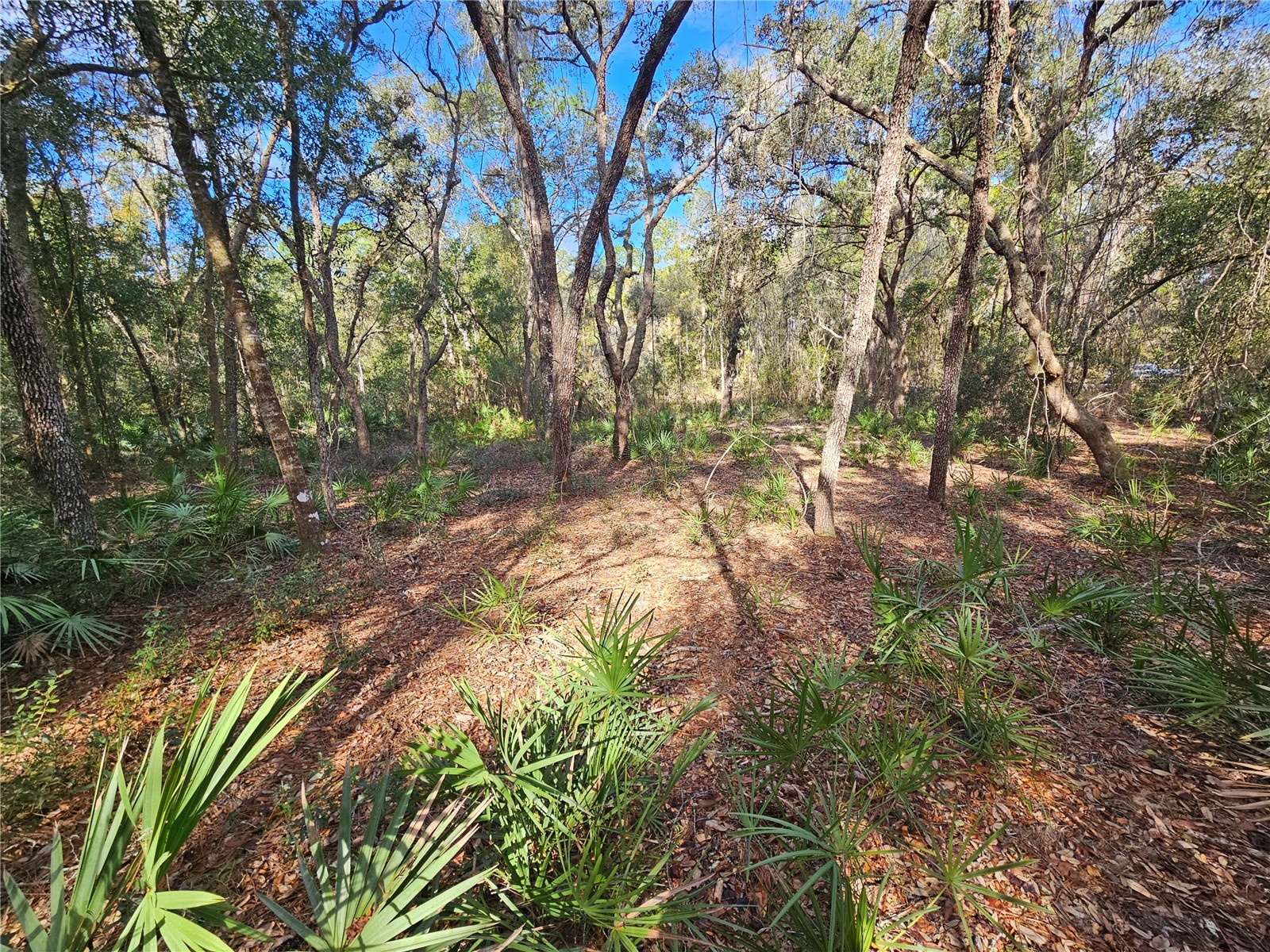 Rosehill Drive Webster FL 33597 TB8467010 image15