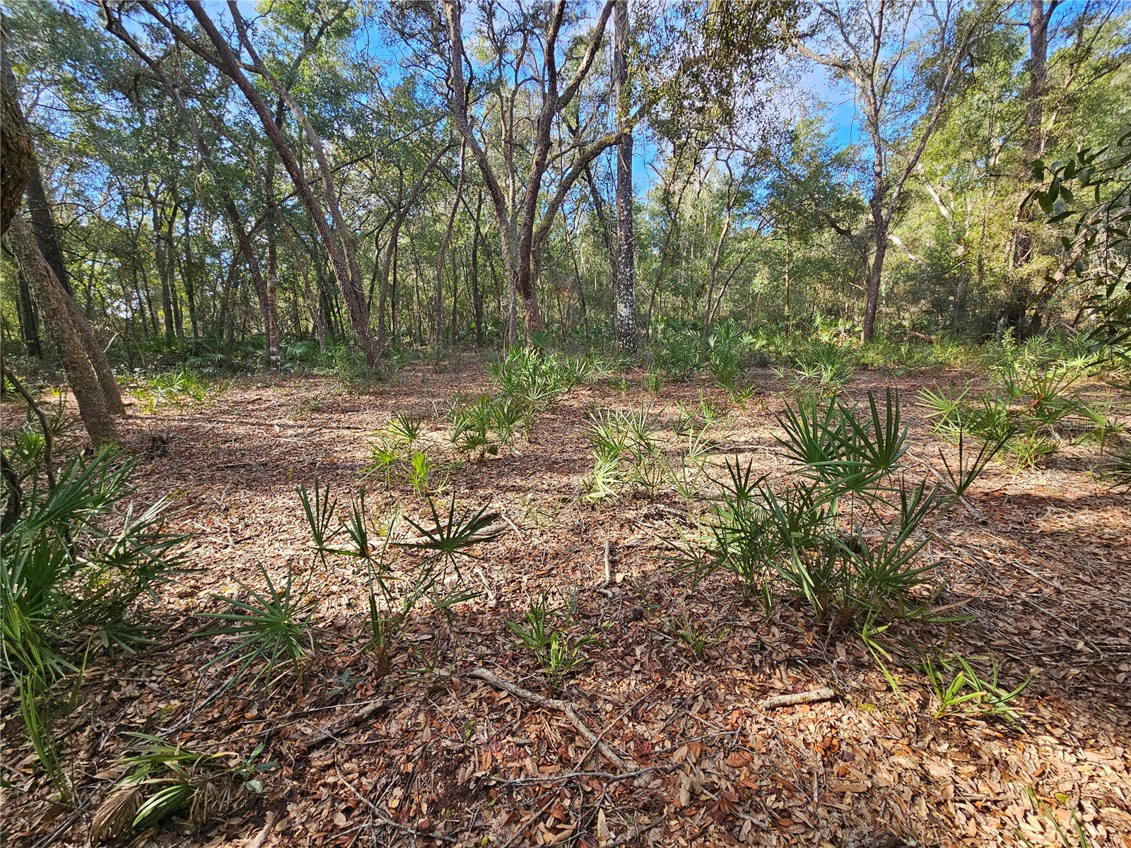 Rosehill Drive Webster FL 33597 TB8467010 image16