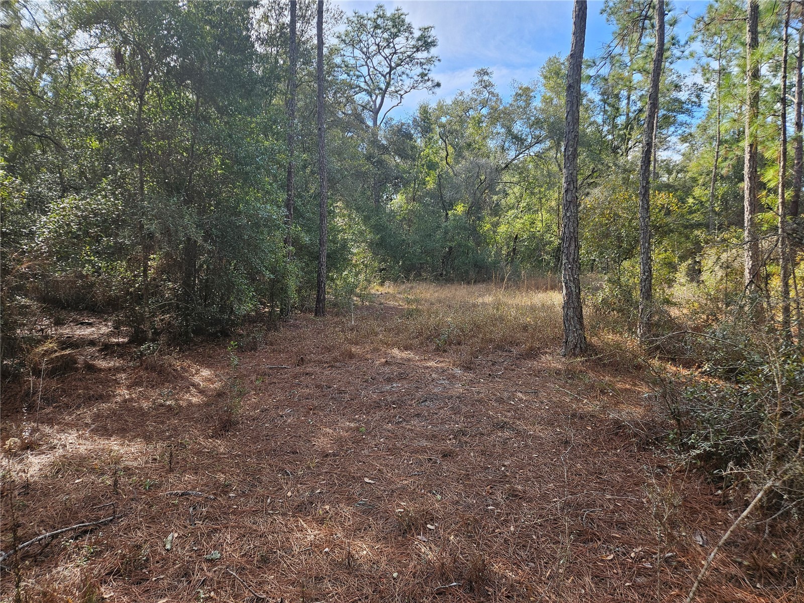 Rosehill Drive Webster FL 33597 TB8467010 image7