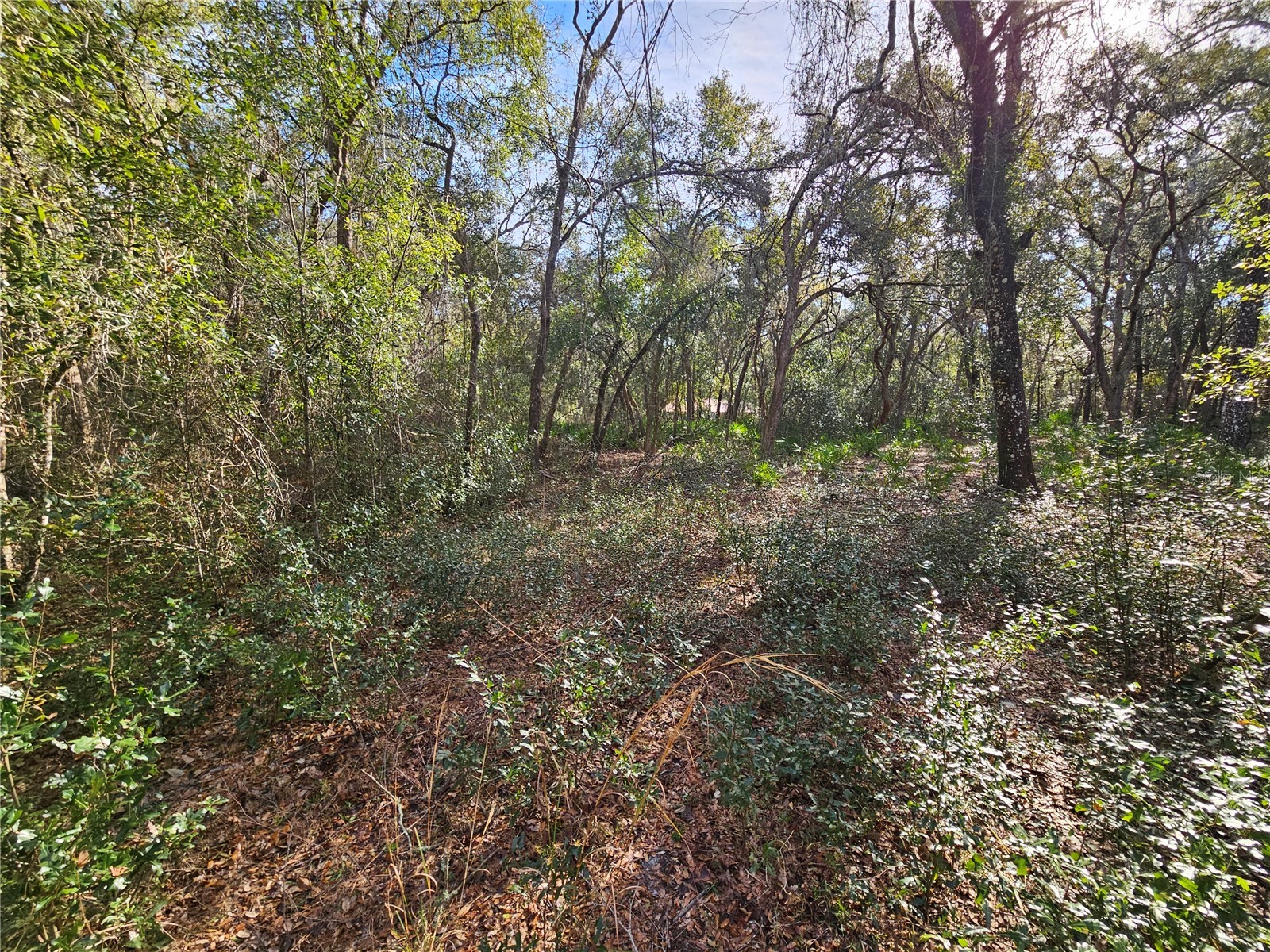 Rosehill Drive Webster FL 33597 TB8467010 image9