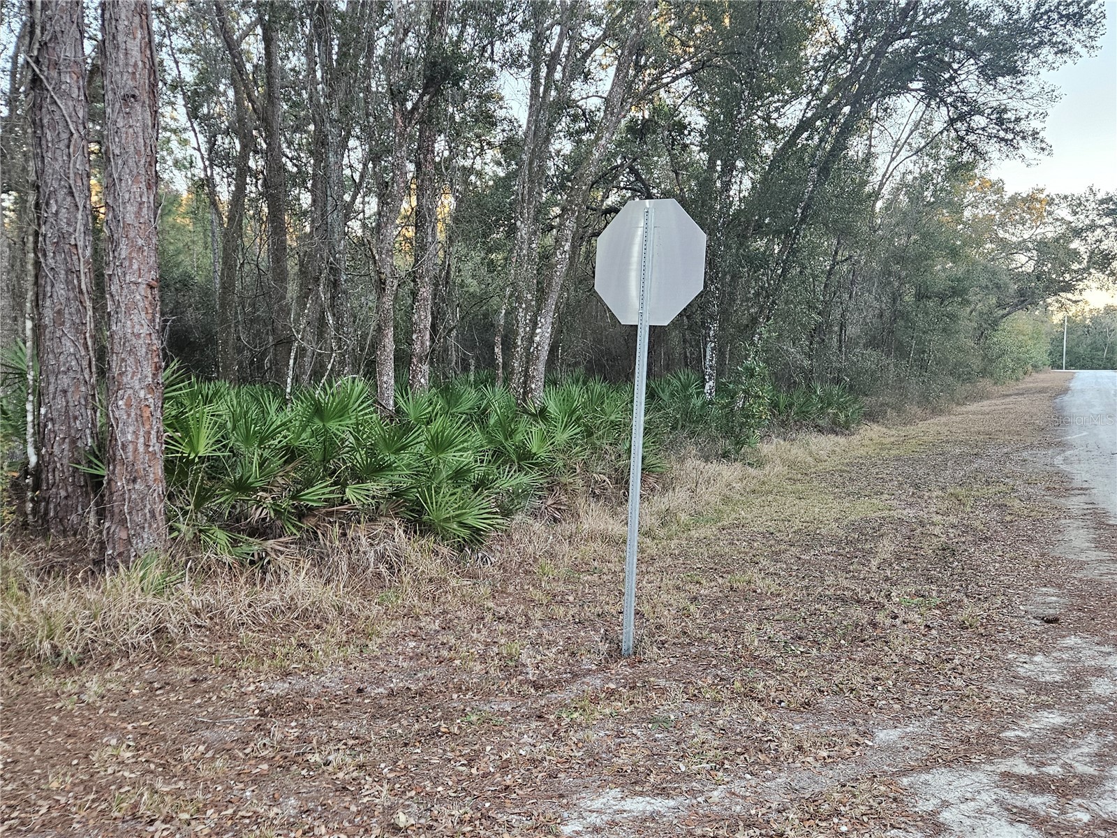 Rosehill Drive Webster FL 33597 TB8474429 image4