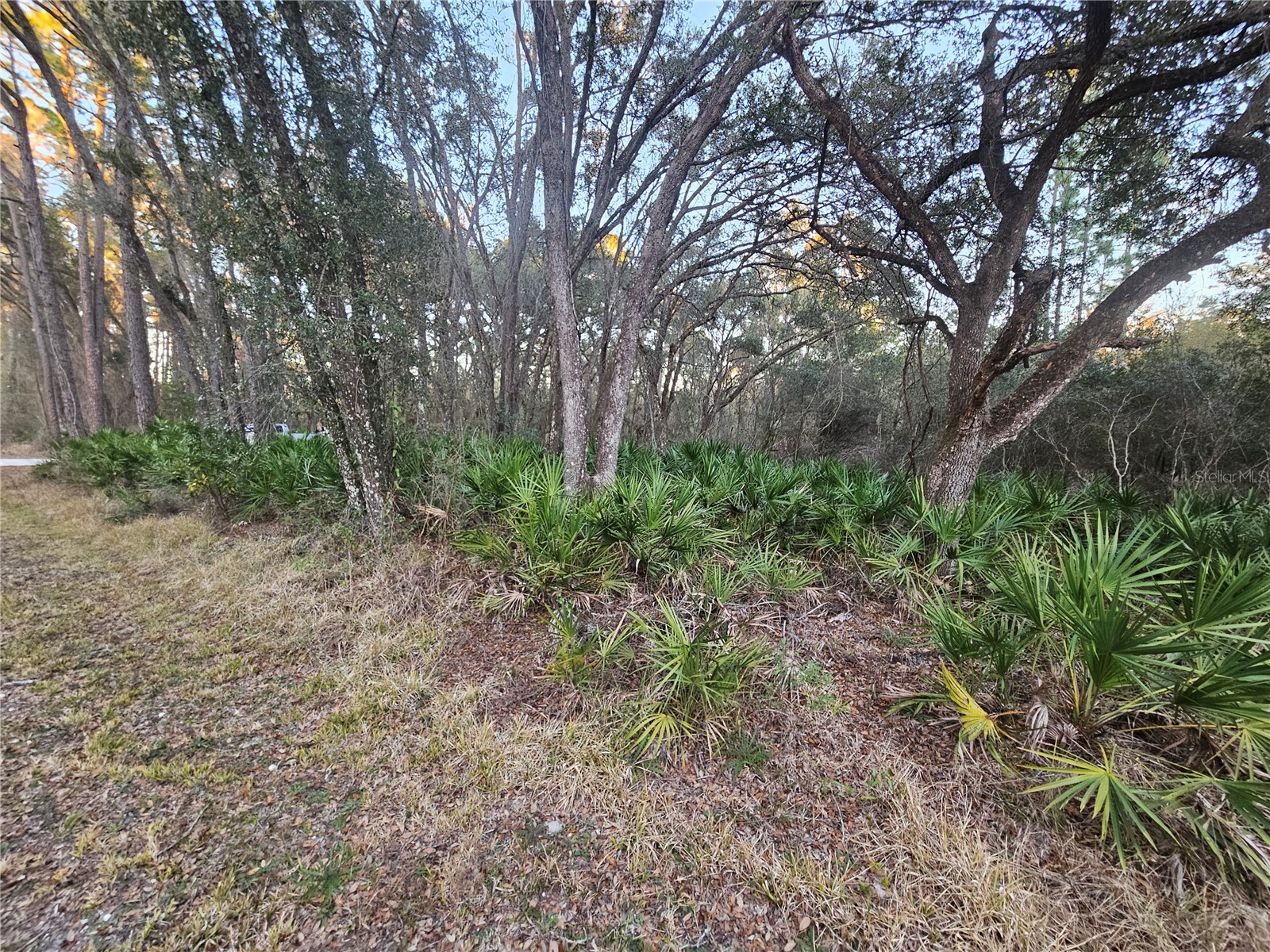 Rosehill Drive Webster FL 33597 TB8474429 image5