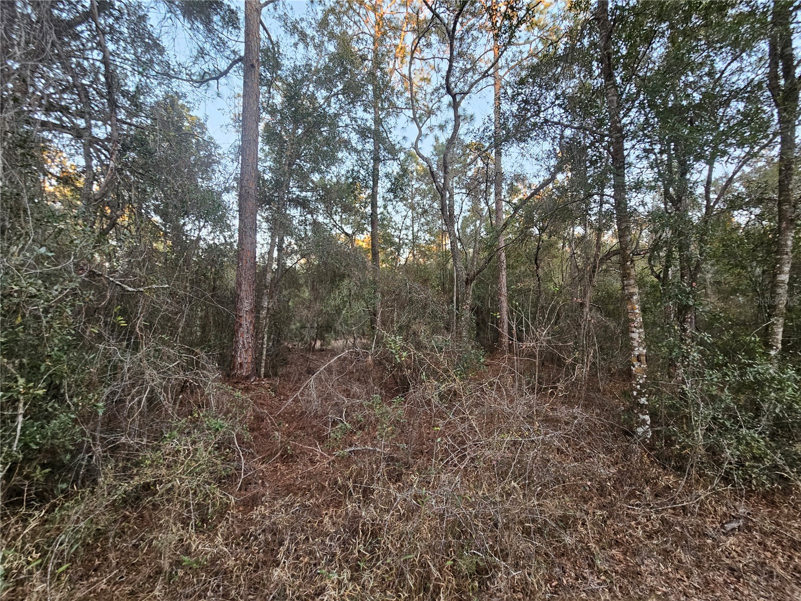 Rosehill Drive Webster FL 33597 TB8474429 image6