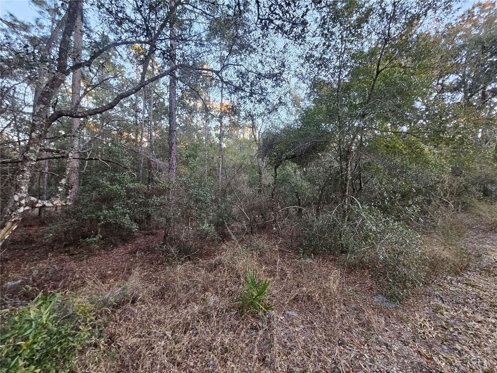 Rosehill Drive Webster FL 33597 TB8474429 image7