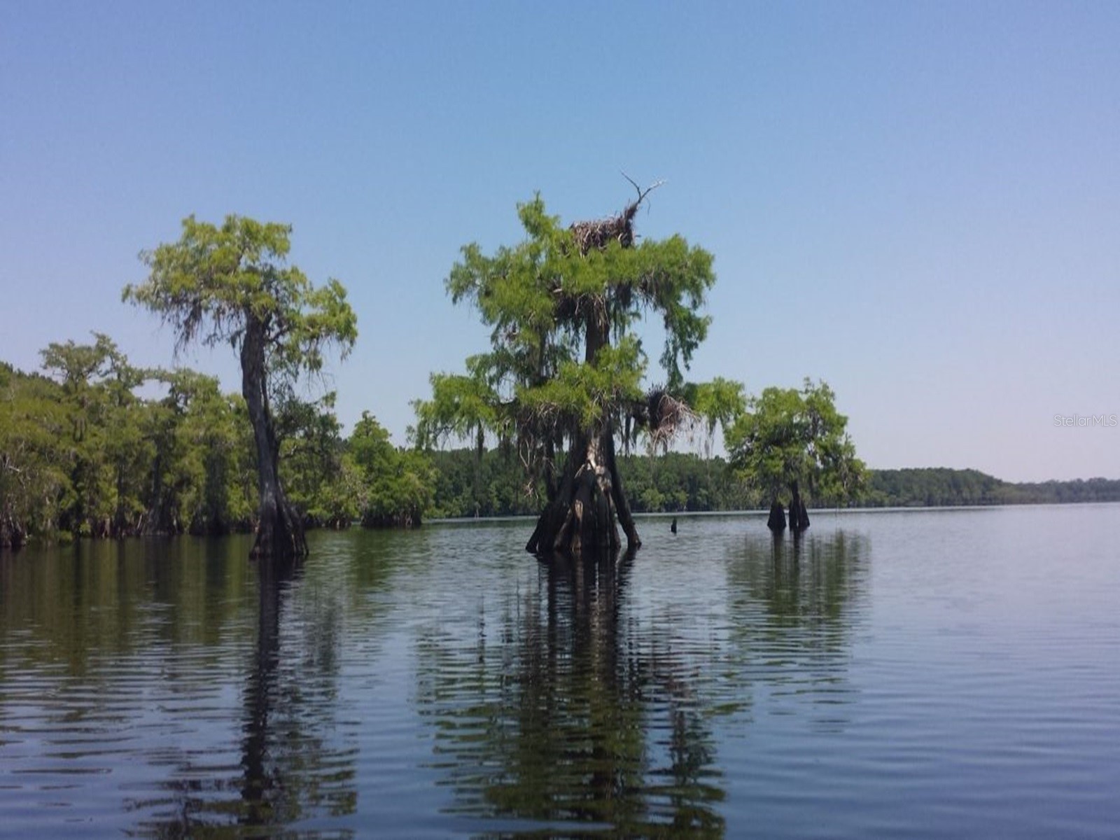 Royal Trails Road Eustis FL 32736 O6265585 image3