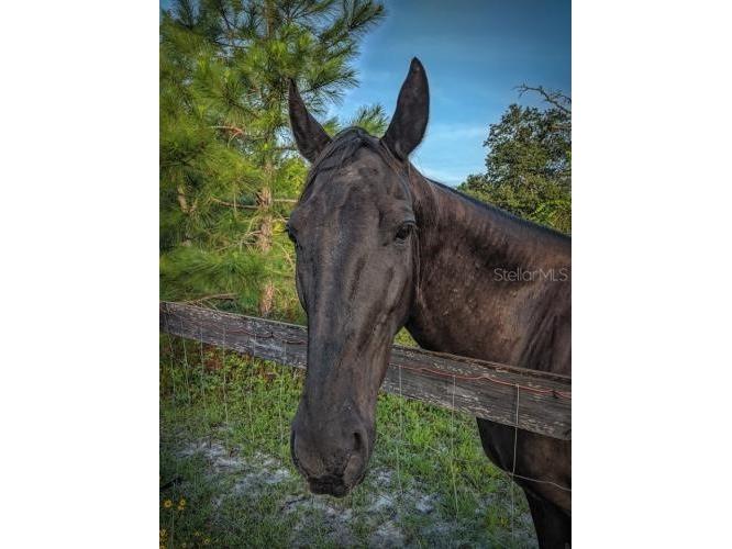 Royal Trails Road Eustis FL 32736 O6265585 image7