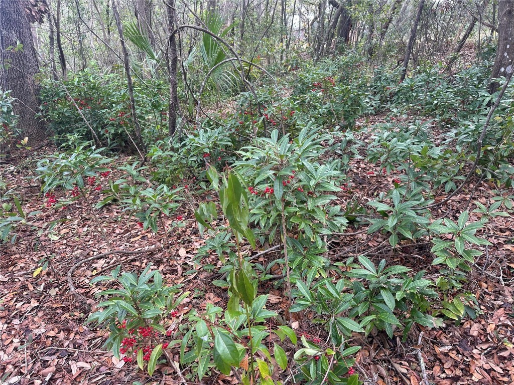 S Lake Hiawatha Drive Lady Lake FL 32159 - LAKE HIAWATHA G5093116 image11