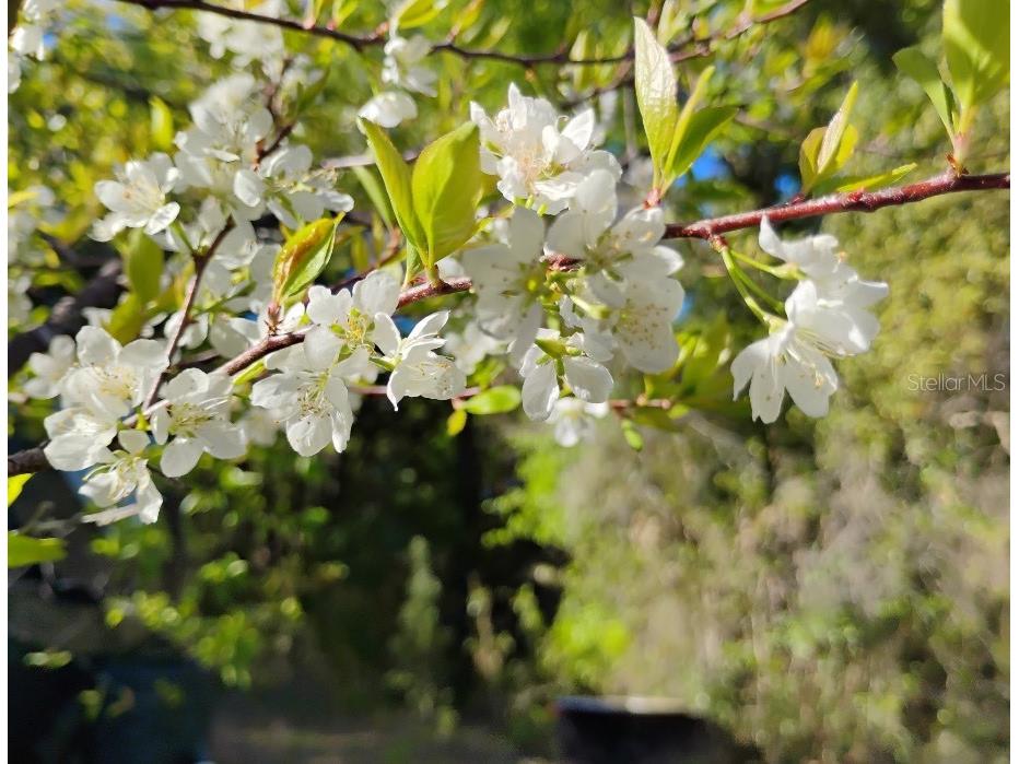 S Lake Hiawatha Drive Lady Lake FL 32159 - LAKE HIAWATHA G5093116 image4