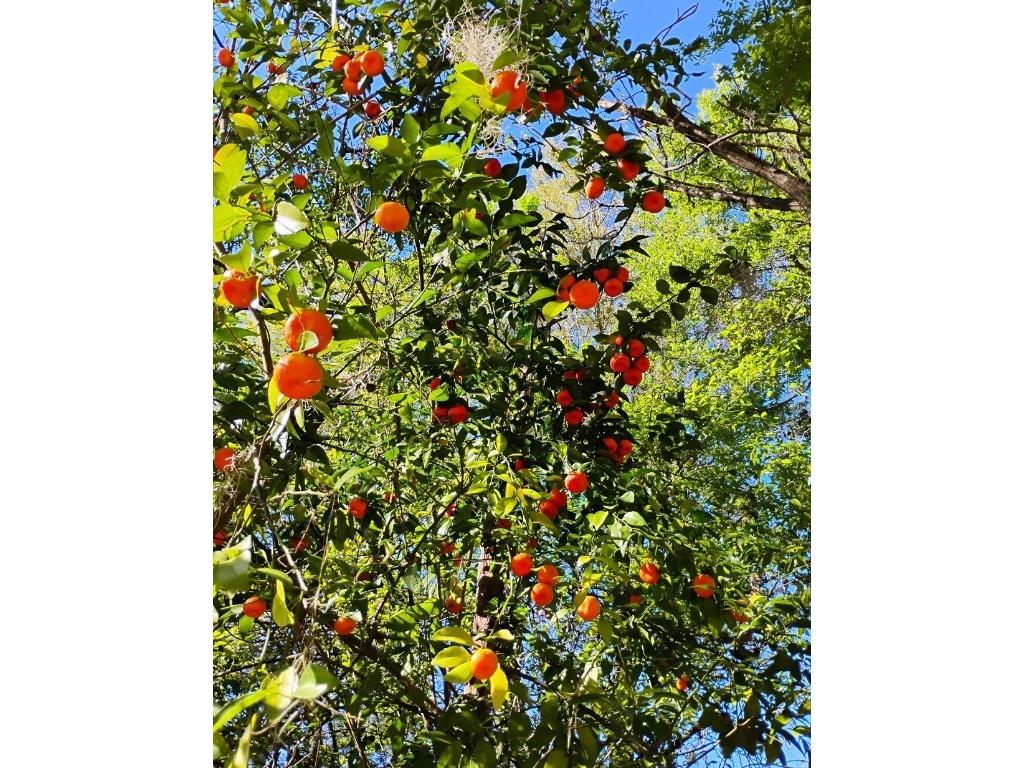 S Lake Hiawatha Drive Lady Lake FL 32159 - LAKE HIAWATHA G5093116 image5