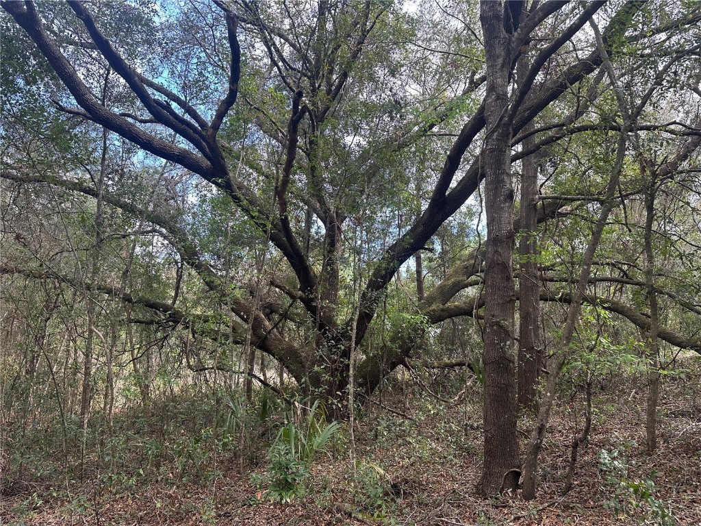 S Lake Hiawatha Drive Lady Lake FL 32159 - LAKE HIAWATHA G5093116 image8