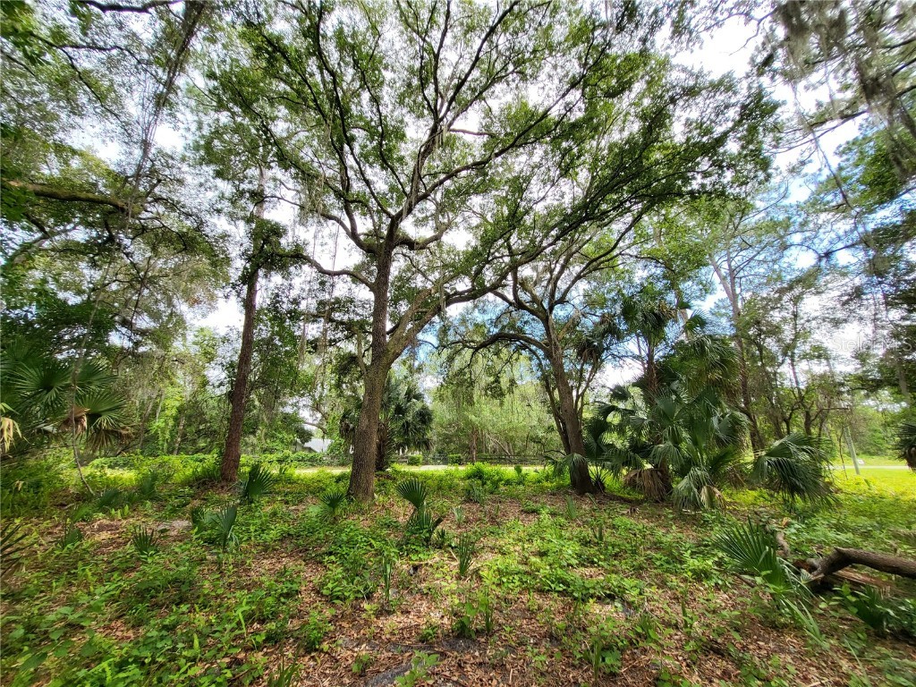 Saffron Avenue Eustis FL 32736 - LAKE NORRIS O6116667 image1