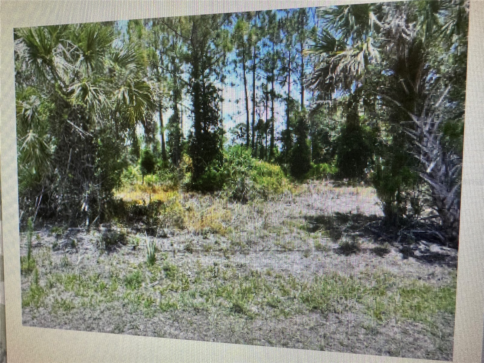 Sago Palm Road North Port FL 34291 C7525715 image2