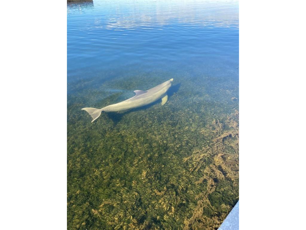 Saltwater Blvd Hudson FL 34667 - GULF OF AMERICA W7877066 image7