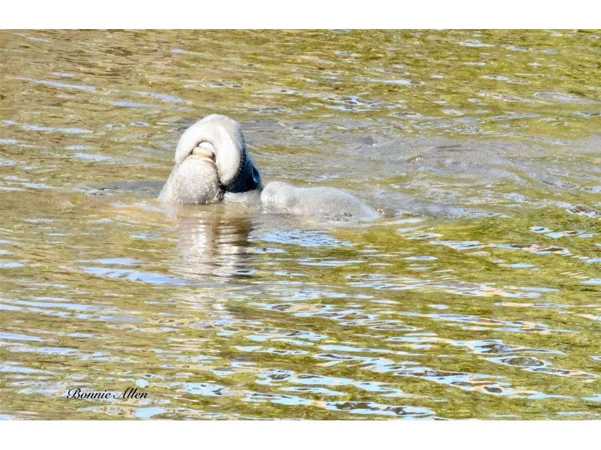 Saltwater Blvd Hudson FL 34667 - GULF OF AMERICA W7877066 image9