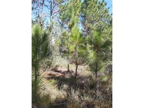 Salyers Road Clermont FL 34714 O6078895 image2