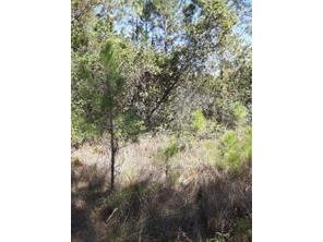 Salyers Road Clermont FL 34714 O6078895 image6