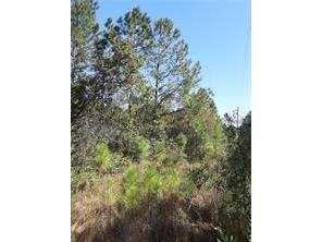 Salyers Road Clermont FL 34714 O6078899 image3