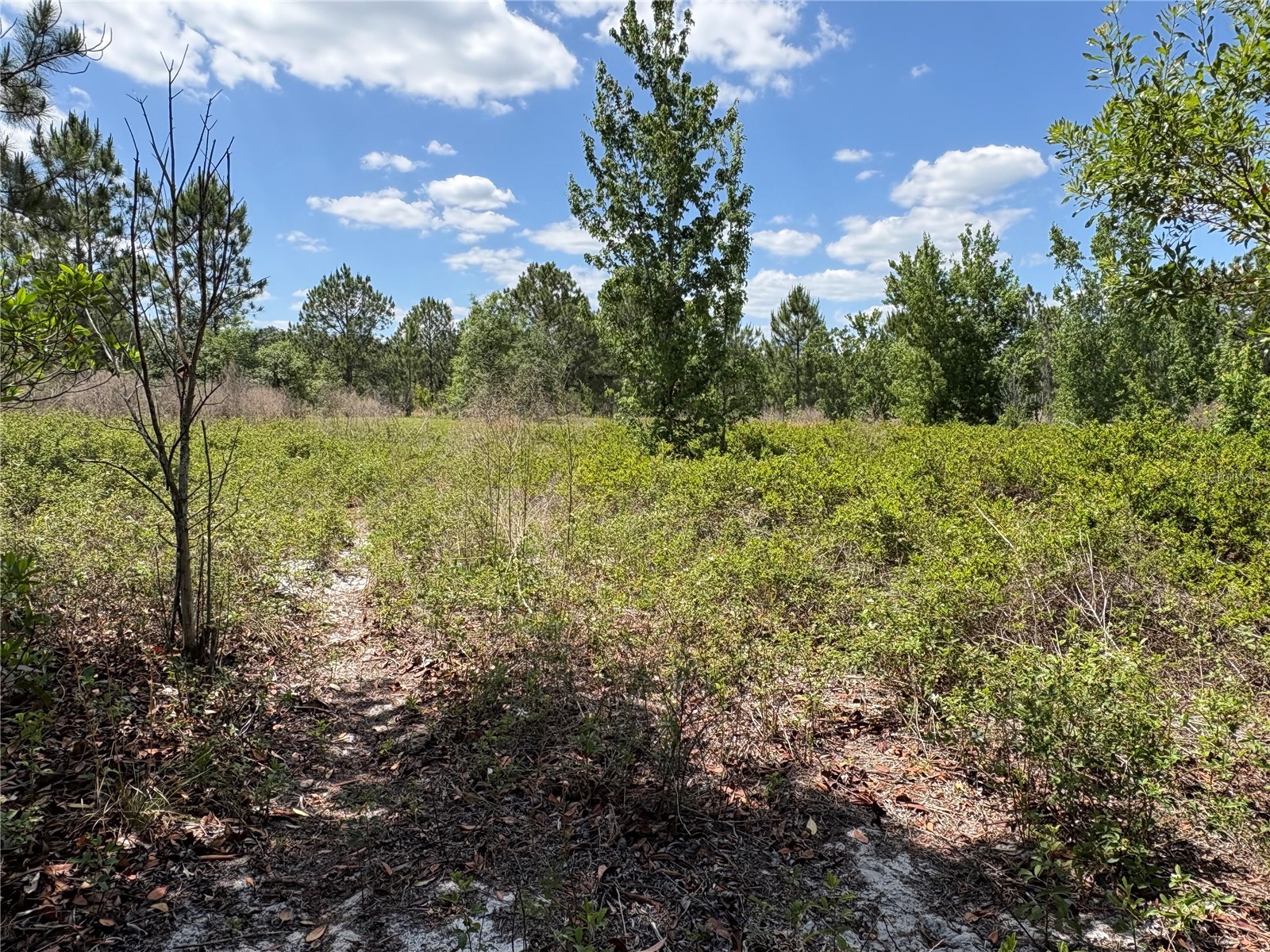 San Juan Ave #LOT 29 Polk City FL 33868 G5111368 image1