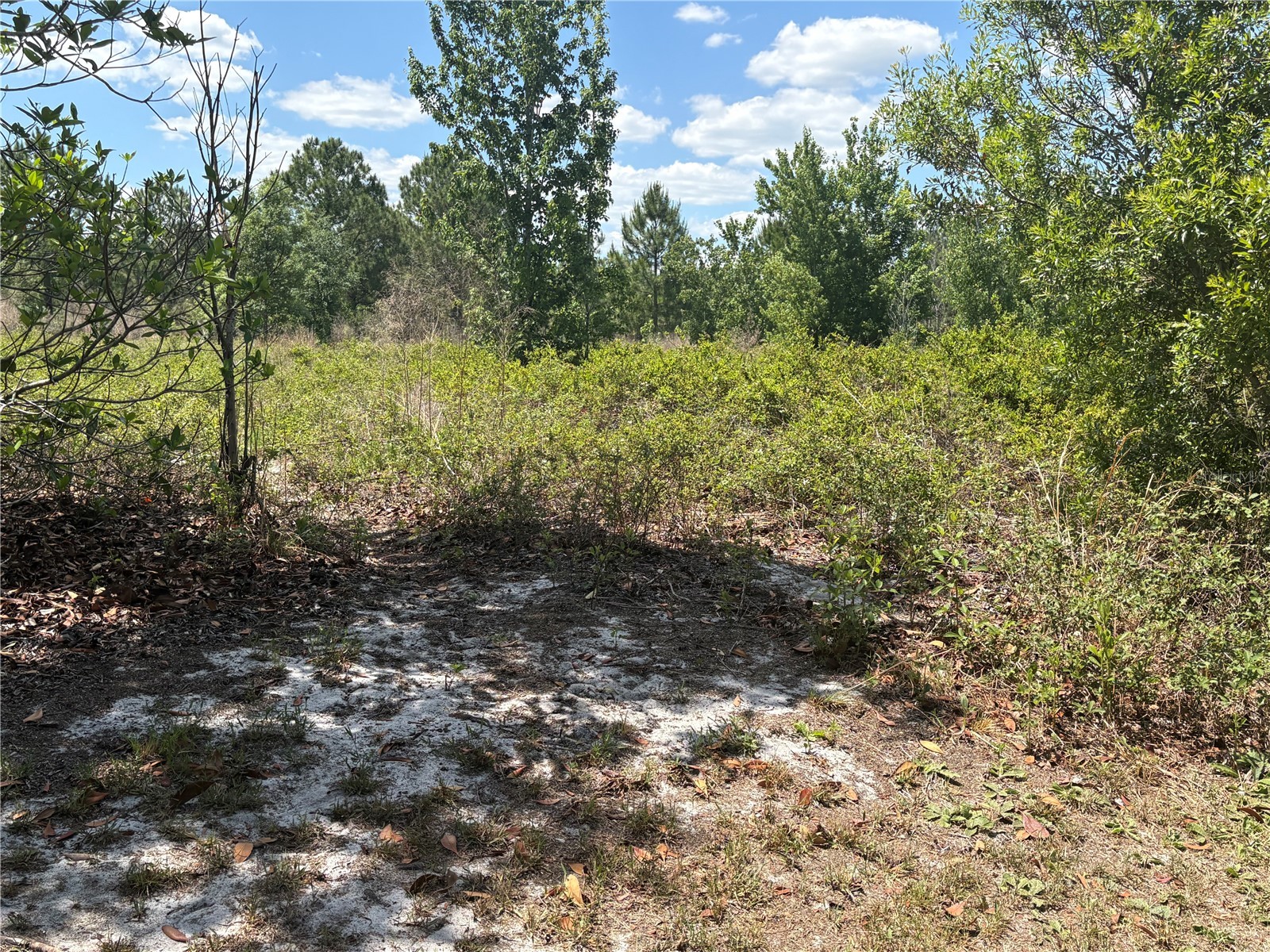 San Juan Ave #LOT 29 Polk City FL 33868 G5111368 image4