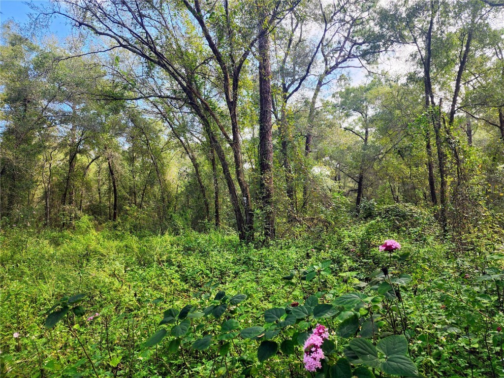 San Juan Street Deland FL 32724 V4945292 image1