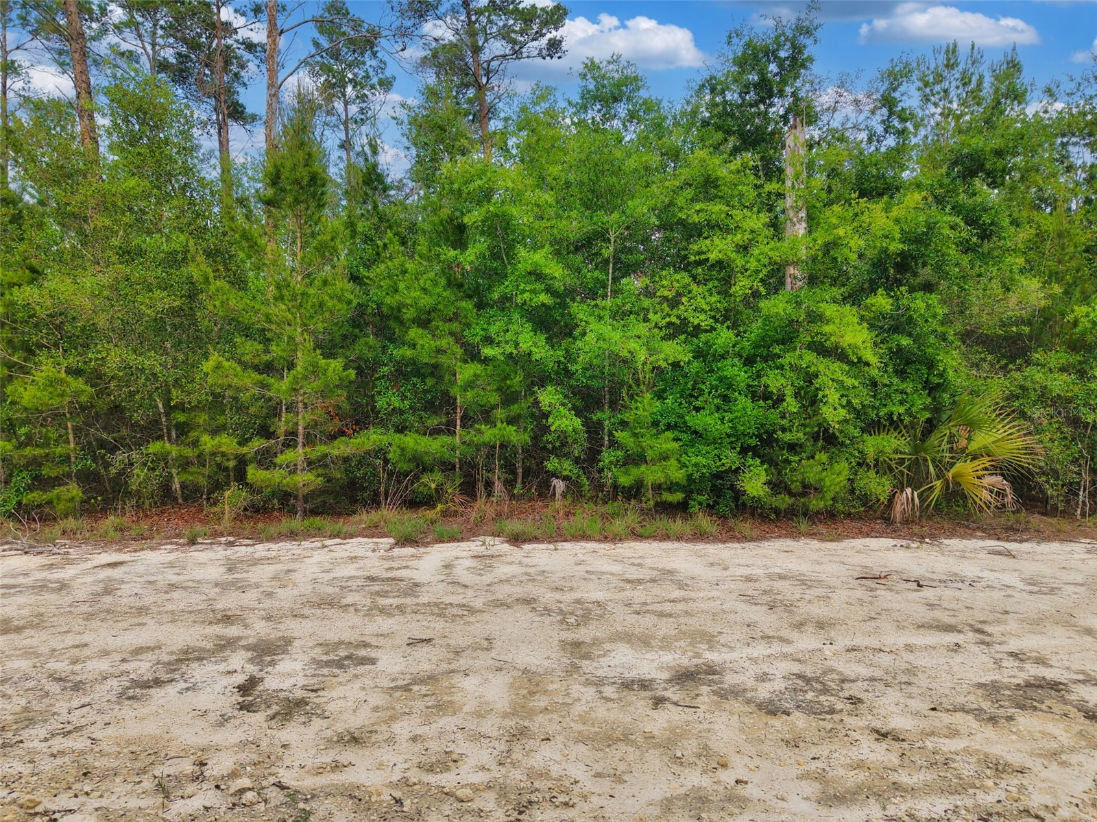 Savanna Lane Steinhatchee FL 32359 GC540269 image3