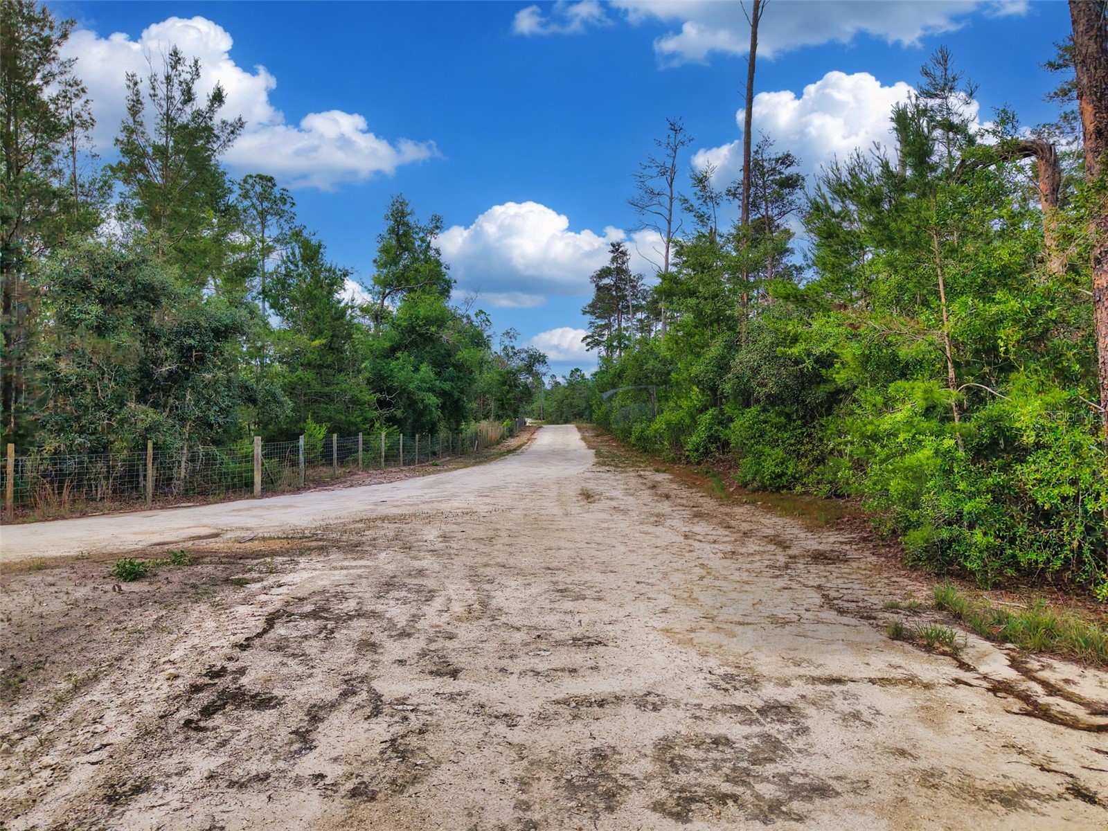 Savanna Lane Steinhatchee FL 32359 GC540269 image4