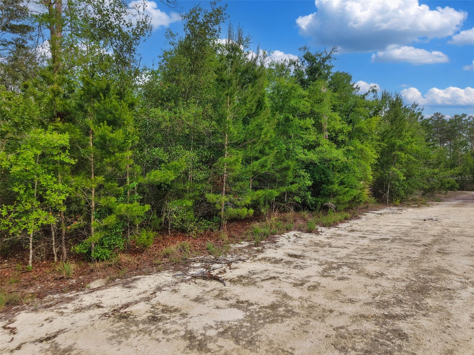 Savanna Lane Steinhatchee FL 32359 GC540269 image6