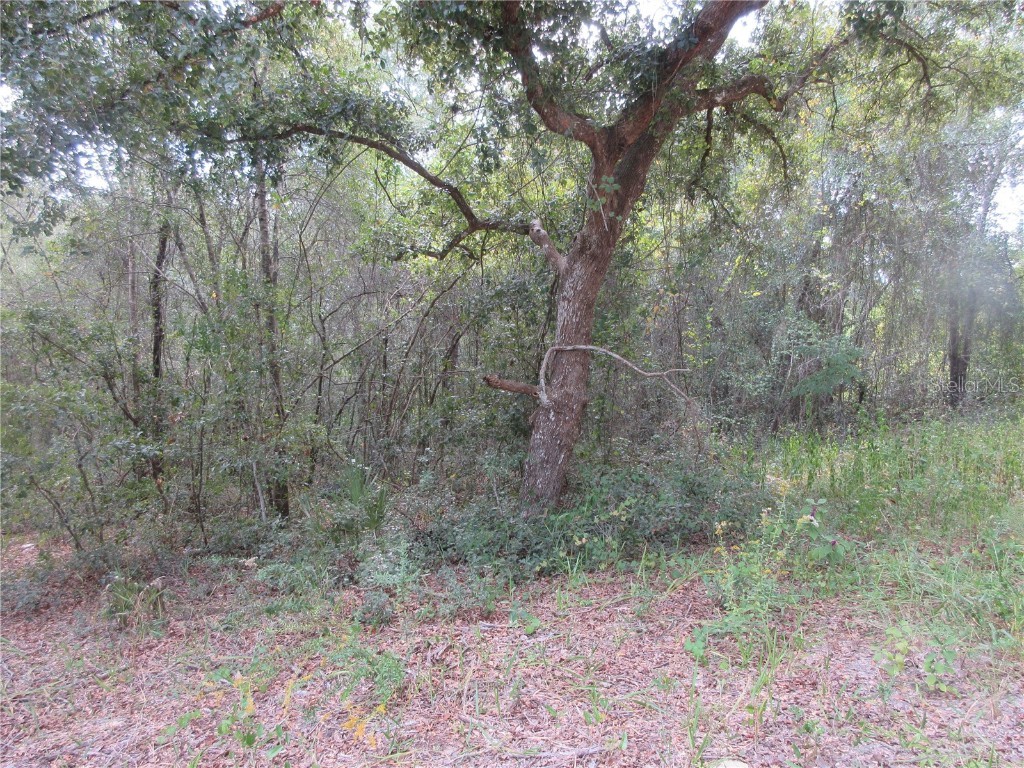 SE 1 Ln Silver Springs FL 34488 OM710321 image3