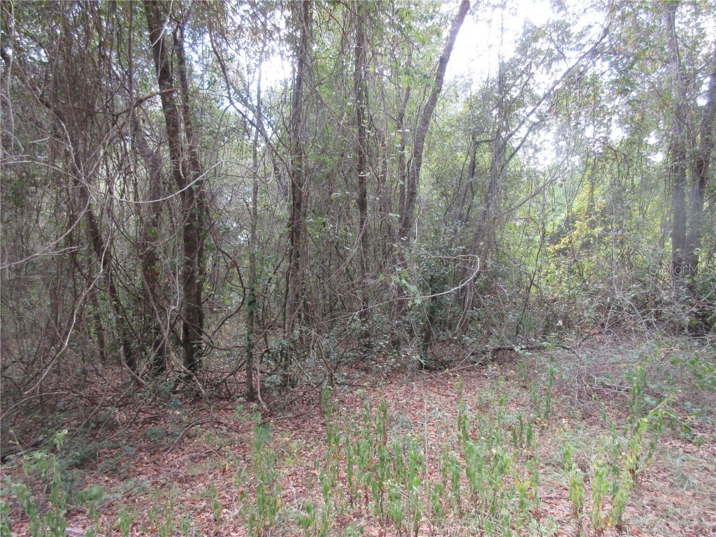 SE 1 Ln Silver Springs FL 34488 OM710321 image4