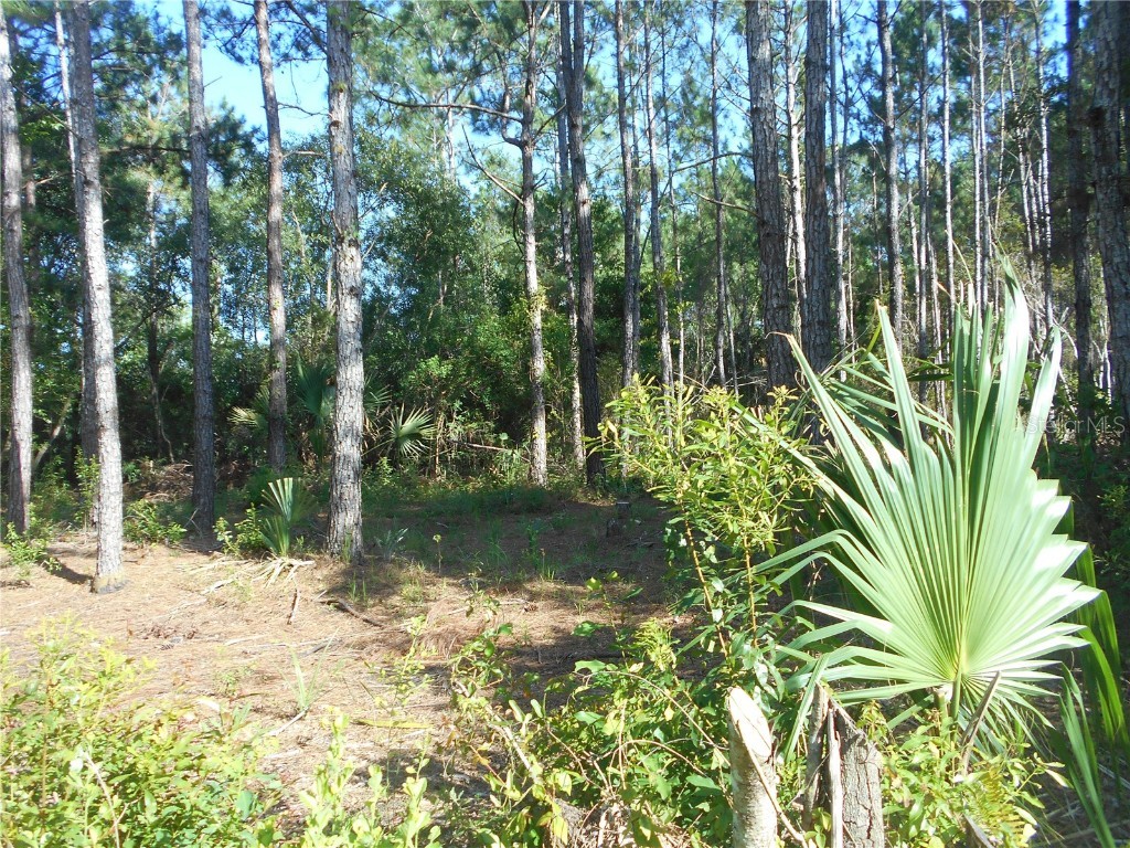 SE 1 Street Road Silver Springs FL 34488 OM659670 image1