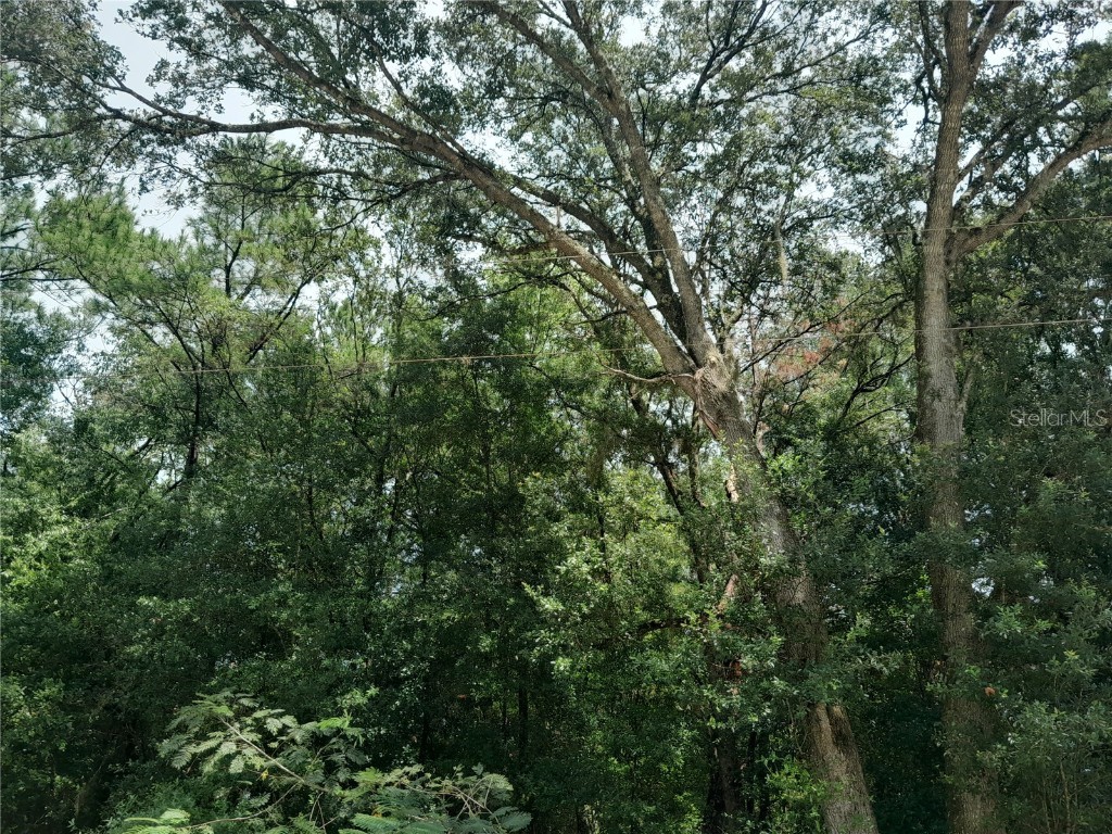 SE 108th Terrace Morriston FL 32668 OM708138 image2