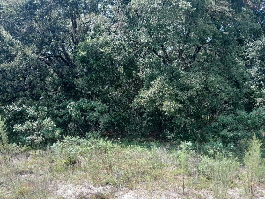 SE 108th Terrace Morriston FL 32668 OM708138 image5