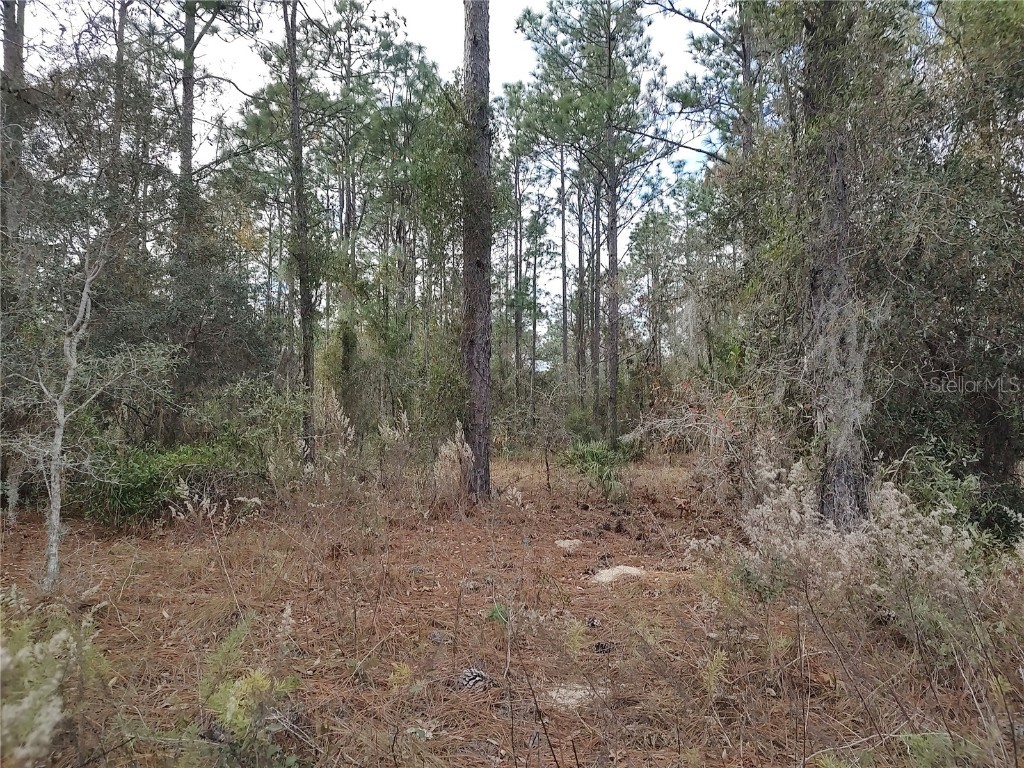 SE 120 Court Morriston FL 32668 OM715309 image10