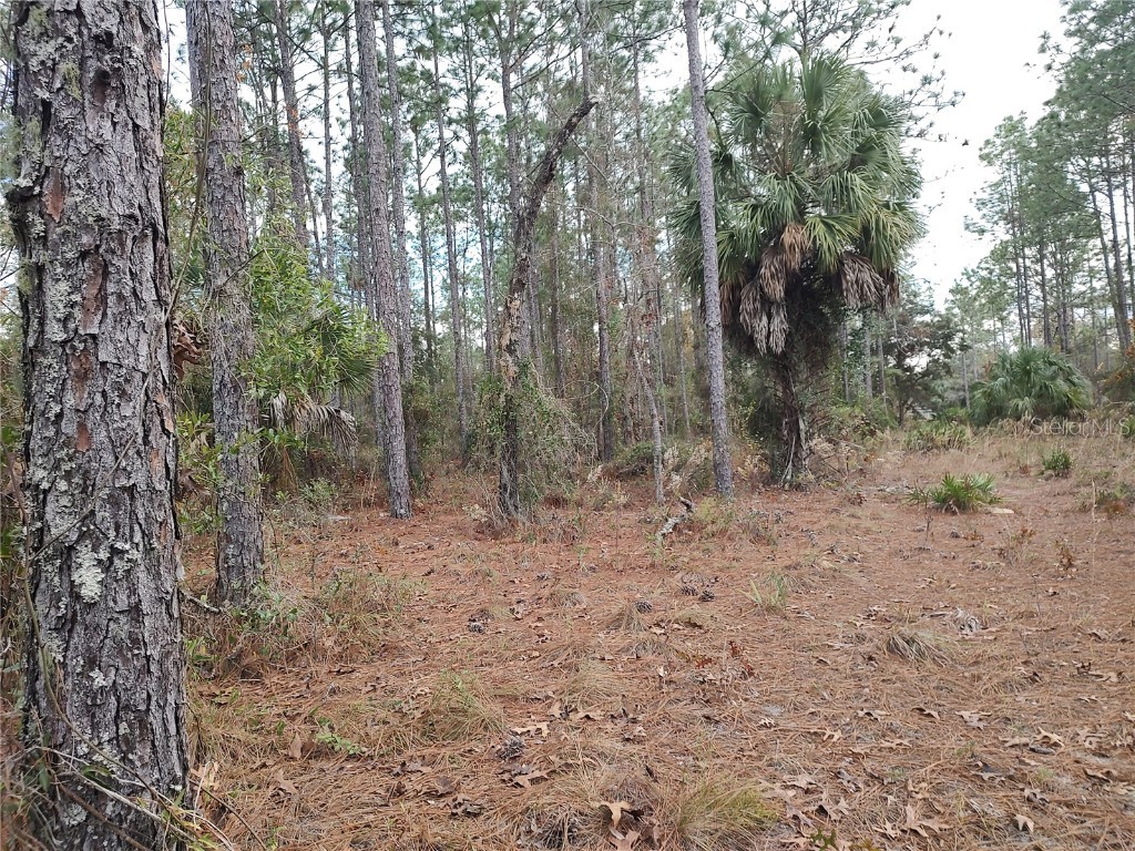 SE 120 Court Morriston FL 32668 OM715309 image8